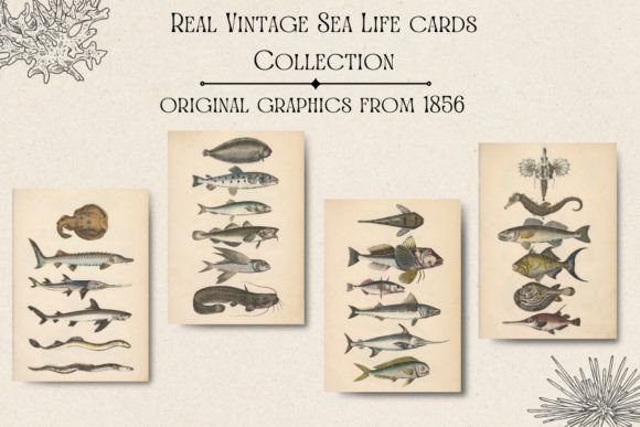 Vintage Fish, Vintage Card Sea Life: A Dive into Authentic 1856 Artistry